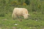 PICTURES/Scotland  Critters/t_Steer (14).JPG